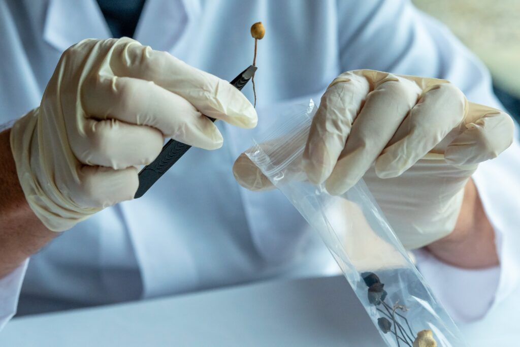 Psychedelic Treatments Show Promise for OCD While Cannabis Does Not, Review Finds